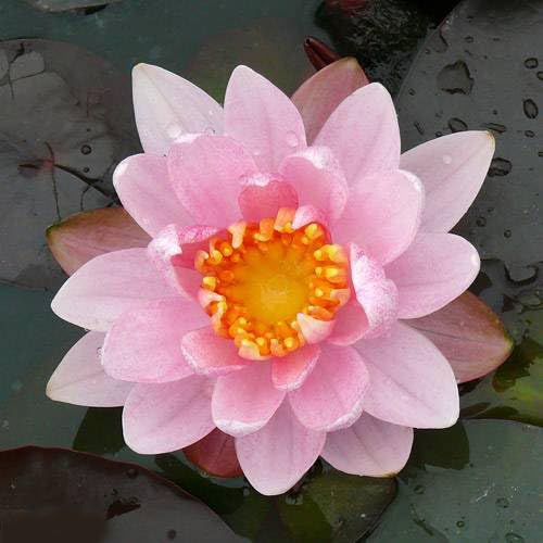 観葉植物 睡蓮」の人気商品一覧 | 安い商品を通販サイトから探す